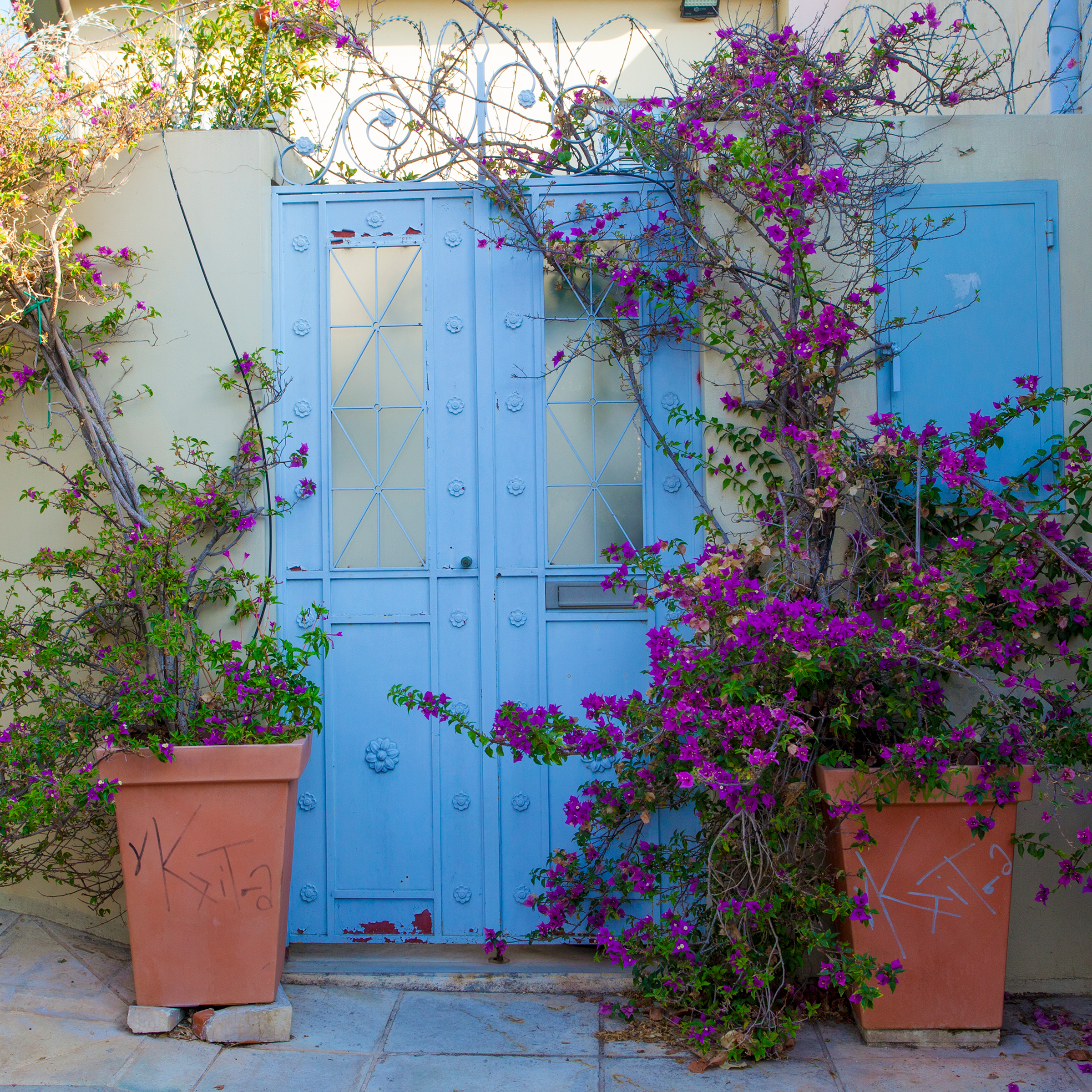 Bougainvillea at Mediterranean house